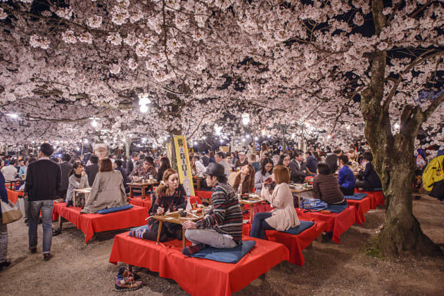 Foto: Melihat Mekarnya Bunga Sakura di Tengah Wabah Virus Corona (1230249)