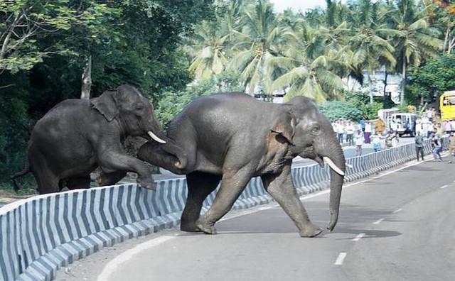 Bakal Ada Terowongan Lintasan Gajah Di Tol Trans Sumatera Kumparan Com