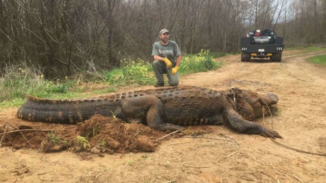 Brent Howze bersama aligator raksasa di Georgia Foto: Georgia Depatertement Resources