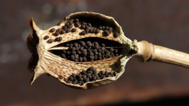 Opium, Konten Sejarah