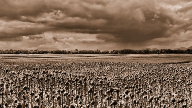 Opium, Konten Sejarah