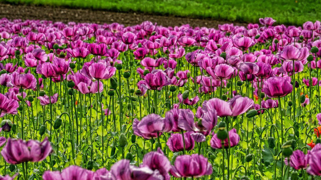 Opium, Konten Sejarah