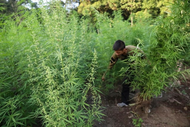 Tanaman ganja dicabut akarnya untuk dimusnahkan.jpeg