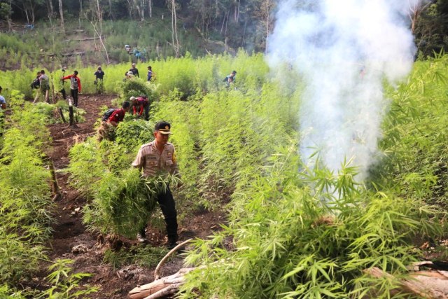 Kapolres Aceh Besar memimpin operasi pemusnahan ladang ganja di kawasan hutan Montasik, Aceh Besar, Rabu (6/3). Foto: Suparta/acehkini