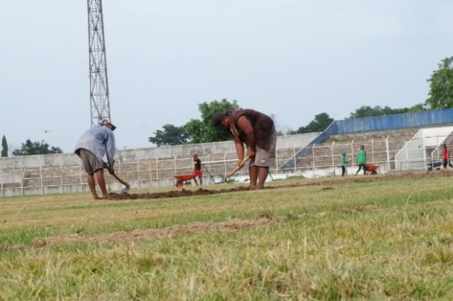 Para pekerja saat memasang rumput jenis Zoysia martella di Stadion Sumpah Pemuda PKOR Way Halim, Kamis sore (7/3) | Foto : Obbie Fernando/Lampung Geh