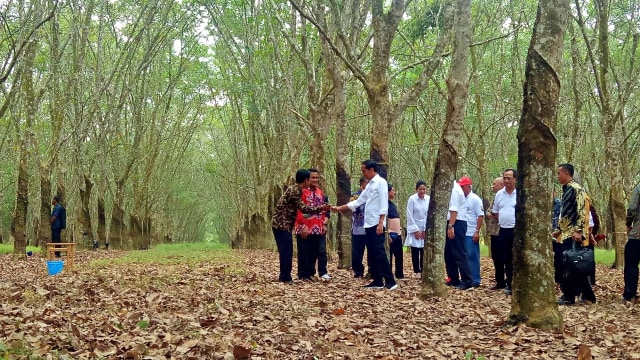 Presiden Jokowi didampingi Ibu Negara Iriana Jokowi bersama jajaran meninjau perkebunan karet di Banyuasin, Sumatera Selatan. Foto: Fahrian Saleh/kumparan