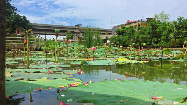 Tanaman bunga teratai dapat dijumpai di Taman Piknik, Cipinang Melayu, Jakarta. Foto: Andreas Ricky Febrian/kumparan