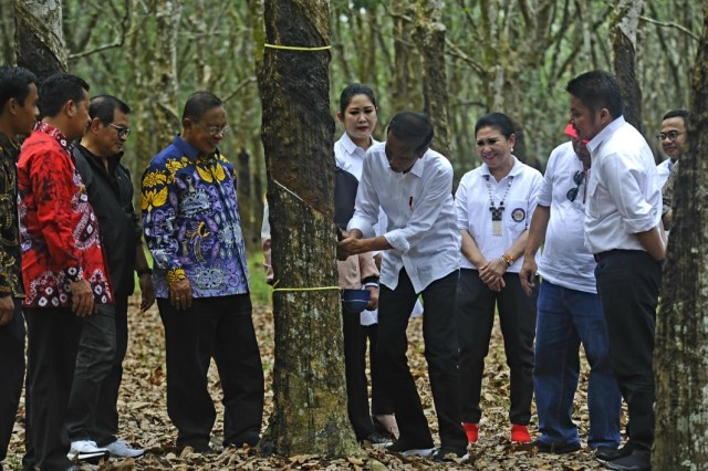 Presiden RI, Jokowi saat meninjau perkebunan karet di Kabupaten Bantuasin, Sabtu (9/3) (urban Id)
