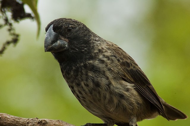 Big Bird (burung besar) Galapagos Foto: Wikimedia Commons