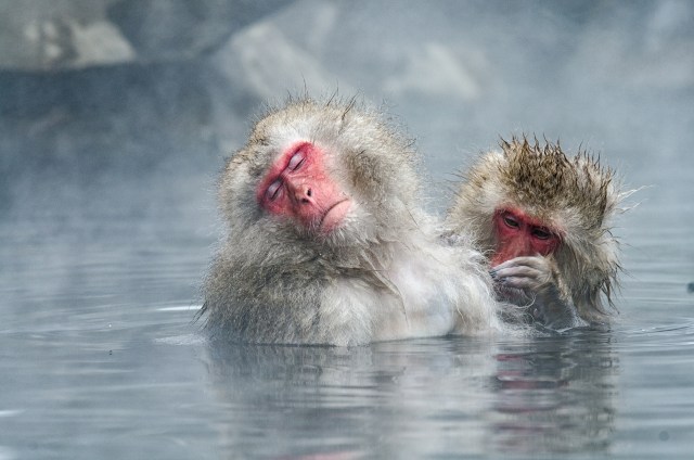 Monyet yang Tertidur Saat Berendam di Onsen Foto: Shutter Stock