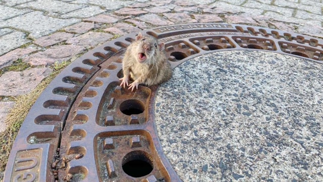 Seekor tikus terjepi di lubang penutup jalan di Jerman Foto: Berufstierrettung Rhein Neckar/Facebook