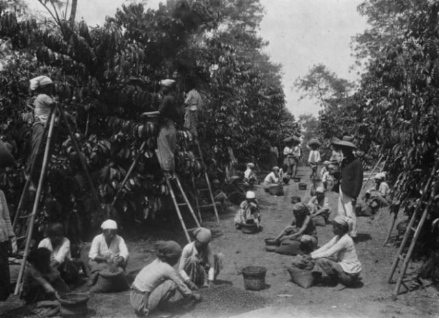 Menguak Sejarah Kopi di Indonesia (270438)