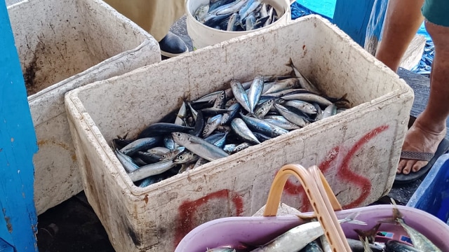 Hasil panen ikan tuna cakalang dan layang milik Nelayan Makassar. Foto: Dok. Istimewa