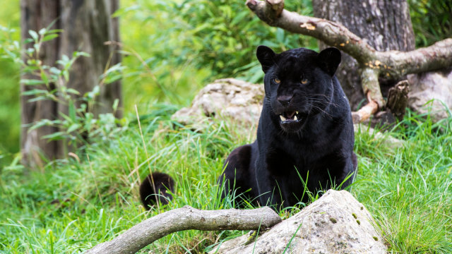 Ilustrasi jaguar. Foto: Shutterstock
