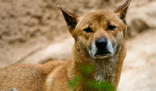 Ilustrasi anjing. Foto: Asim Bharwani via Wikimedia Commons