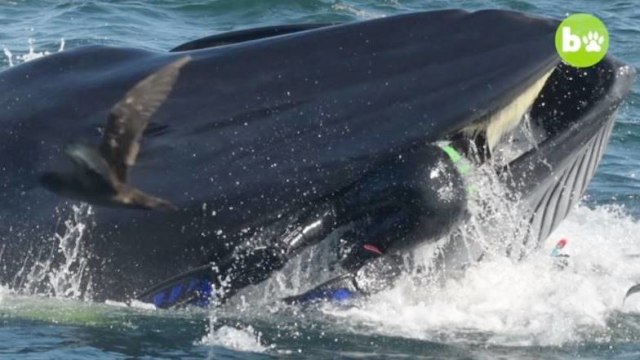Seorang penyelam hampir ditelan seekor paus Foto: YouTube/Barcroft Animals