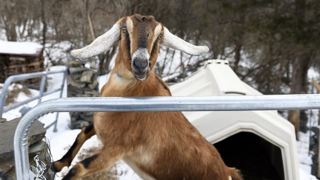 Lincoln, seekor kambing nubia yang terpilih sebagai wali kota Fair Haven (Foto: AP)