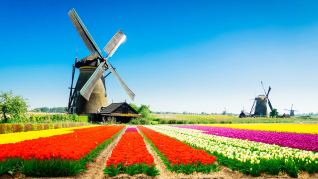 Kincir angin di tengah kebun bunga tulip di Belanda Foto: Shutter Stock