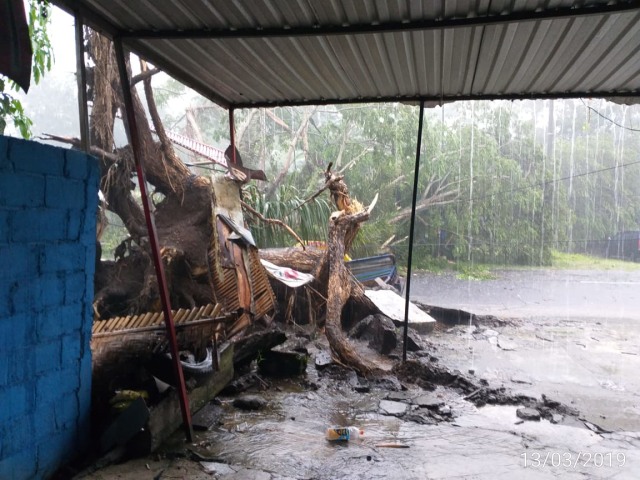 Pohon tumbang di Sleman akibat hujan es, Rabu (13/3/2019) sore. Foto: Istimewa.