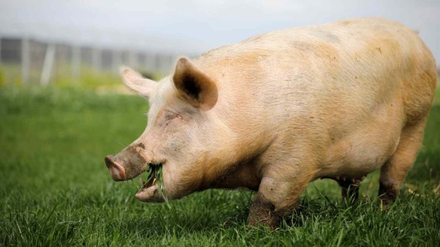 Seekor babi yang bernama Yossi sedang memakan rumput di "Freedom Farm", Moshav Olesh, Israel. Foto: REUTERS/Nir Elias