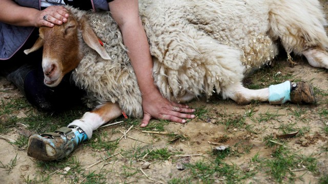 Seekor domba dengan penyangga bantuan bagian tubuh kaki sedang berada di "Fredoom Farm", Moshav Olesh, Israel. Foto: REUTERS/Nir Elias