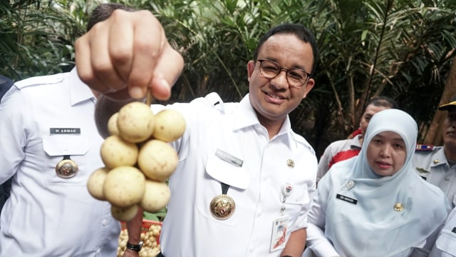 Gubernur DKI Jakarta Anies Baswedan menunjukan duku hasil panen, di Cagar Buah Condet, Jakarta Timur, Kamis (14/3). Foto: Nugroho Sejati/kumparan