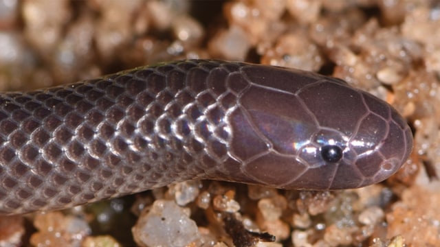 Ular spesies baru, Atractaspis branchi. Foto: Mark-Oliver Rödel/Museum für Naturkunde (CC BY 4.0)