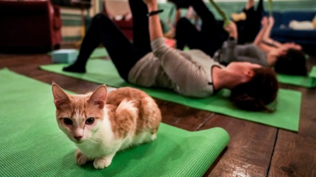 Seekor kucing duduk di atas tikar yoga saat kelas yoga kucing di Brooklyn Cat Cafe, Brooklyn, New York, AS. Foto: REUTERS/Jeenah Moon