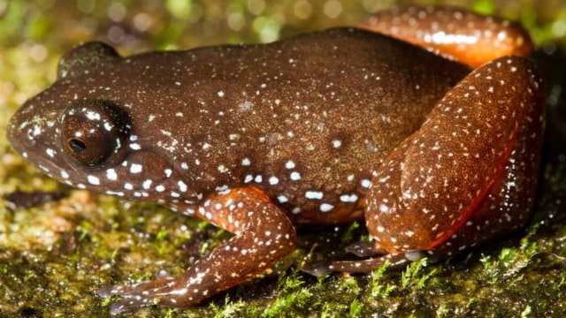 Katak spesies baru, Astrobatrachus kurichiyana. Foto: S.P. Vijayakumar/George Washington University (CC BY 4.0)