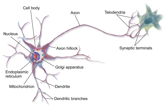 1200px-Blausen_0657_MultipolarNeuron.png