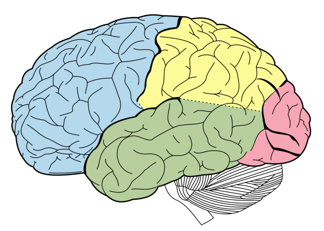 1200px-Lobes_of_the_brain_NL.svg.png