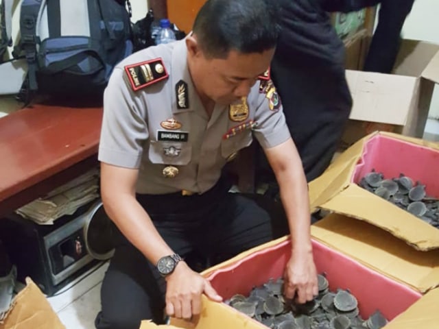  Kapolsek KP3 Laut Merauke, AKP Bambang IR sedang mengitung kura-kura moncong babi yang ditahan dari penyeludup. (Foto Abdel)