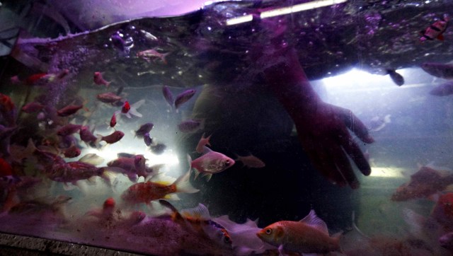 Kawasan Promosi Ikan Hias DKI Jakarta