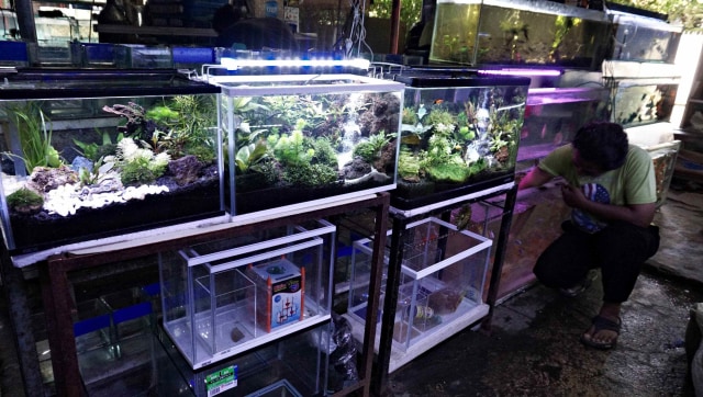 Kawasan Promosi Ikan Hias DKI Jakarta