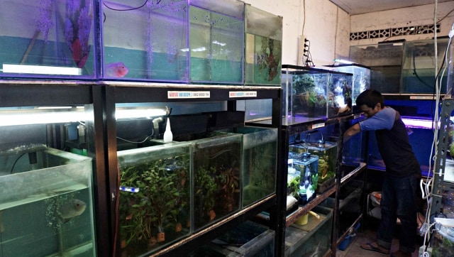 Kawasan Promosi Ikan Hias DKI Jakarta