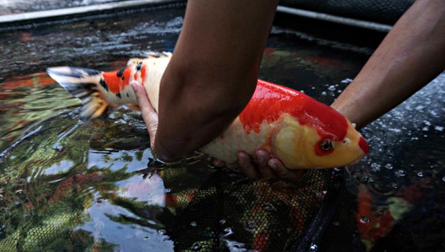 Kawasan Promosi Ikan Hias DKI Jakarta