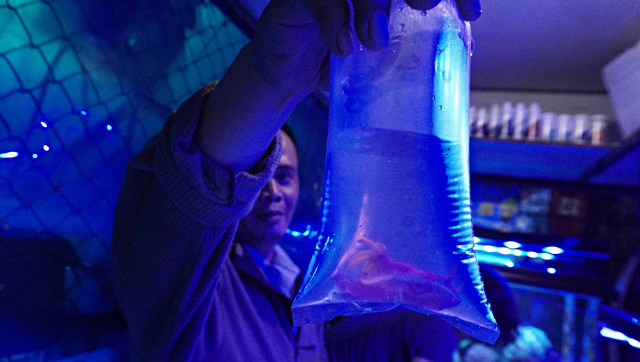 Kawasan Promosi Ikan Hias DKI Jakarta