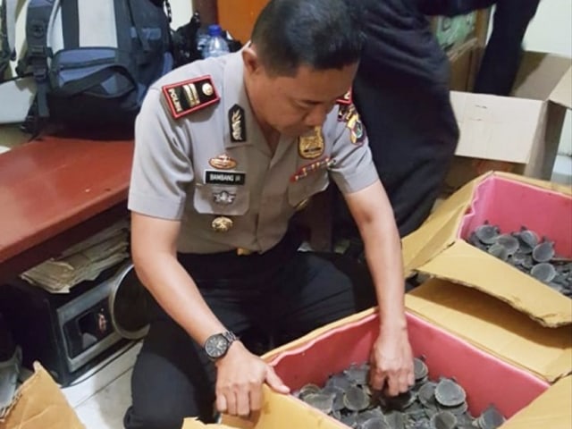 Kapolsek KP3 Laut Merauke, AKP Bambang IR sedang mengitung kura-kura moncong babi yang ditahan dari penyeludup (BumiPapua.com/Abdel)