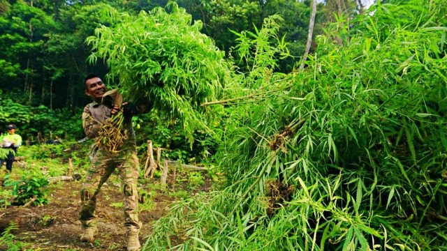 Personel TNI sedang membawa pohon ganja untuk dimusnahkan di ladang ganja seluas 10 hektare, di kawasan perbukitan Kecamatan Montasik, Aceh Besar. Foto: Zuhri Noviandi/kumparan
