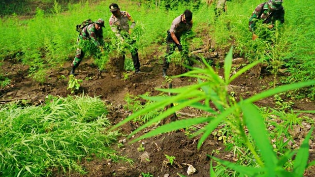 Ladang Ganja, Kecamatan Montasik, Aceh Besar
