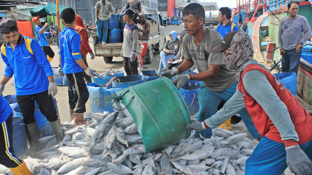 Sejumlah pekerja membongkar muatan ikan dari kapal nelayan. Foto: ANTARA FOTO/Yogi Rachman