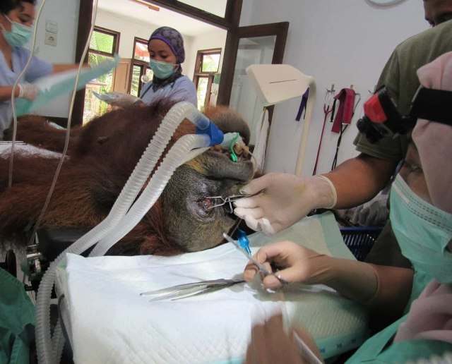 Orang utan Hope dalam pemeriksaan di Pusat Rehabilitasi Orangutan Sibolangit, Sumatera Utara. Foto: Dok. SOCP 