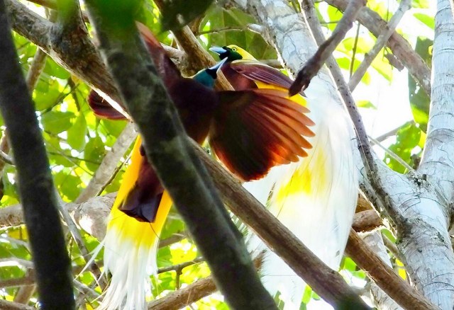 Burung Cenderawasih di Hutan Nangguo, Sausapor, Tambrauw, Papua Barat. Foto: Dok. Biro Komunikasi Publik Kementerian Pariwisata