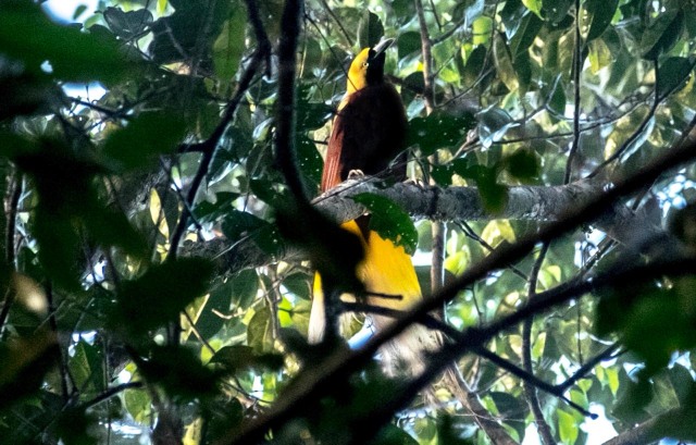 Bird watching Tambrauw