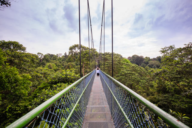 com-MacRitchie Reservoir TreeTop