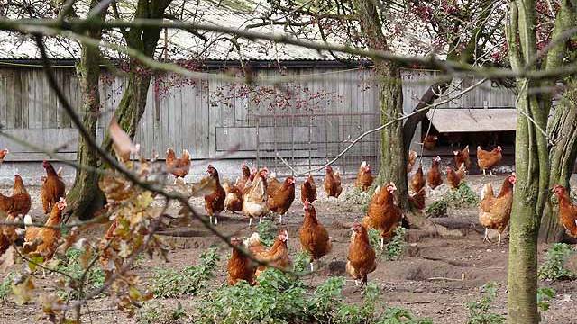 Kawanan Ayam Ternak Foto: Oliver Dixon