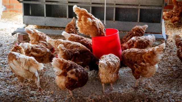 Kawanan Ayam Ternak Foto: Pxhere