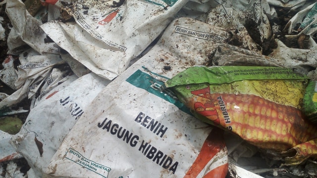 Bibit Jagung yang Dibuang di Pematang Sawah. Foto: Syatriadin Yosan/Info Dompu