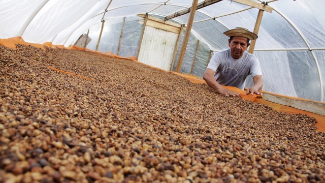 Ilustrasi petani kopi (Kumparan)
