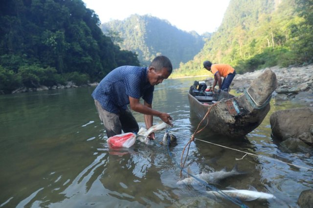 Ikan kerling menjadi menu makan siang dan malam kami, saat berwisata ke Krueng Teunom. Foto: Suparta/acehkini